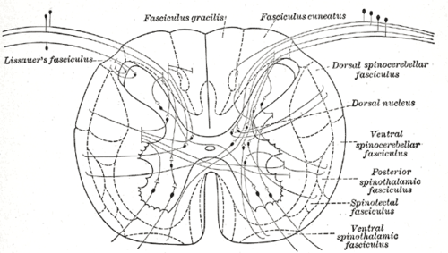 Posterior thoracic nucleus